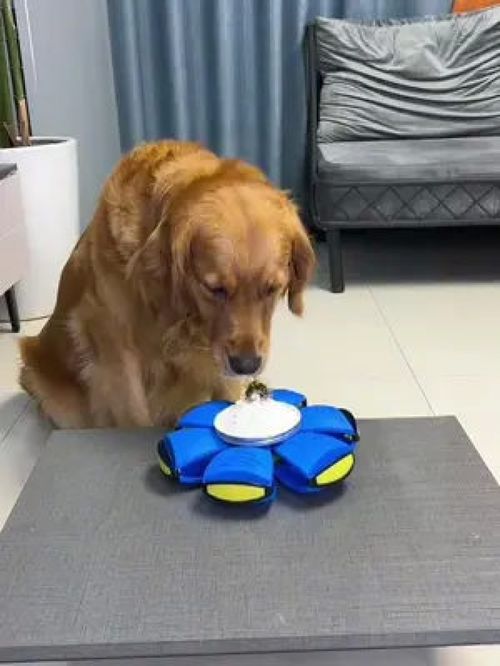 哎呀我滴媽！萌寵也能玩轉(zhuǎn)的寵物之家用品大賞